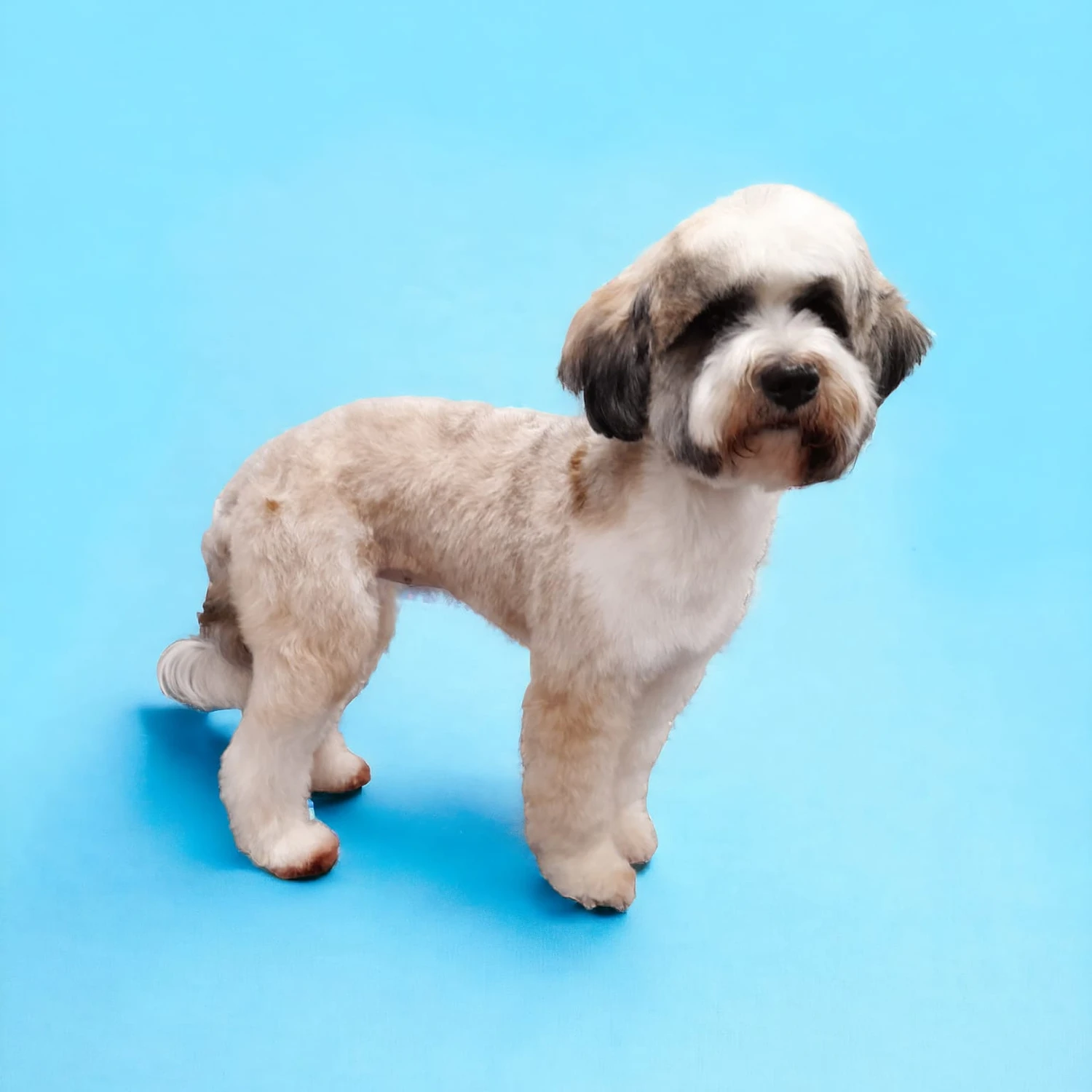 Caladan Grooming serviced