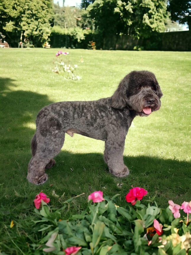 Caladan Grooming serviced
