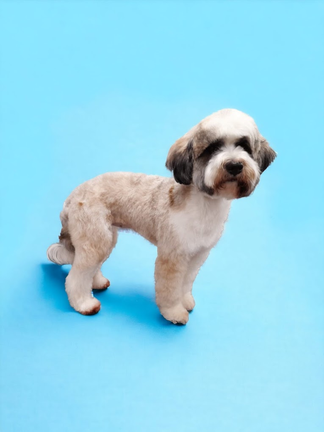 Caladan Grooming serviced