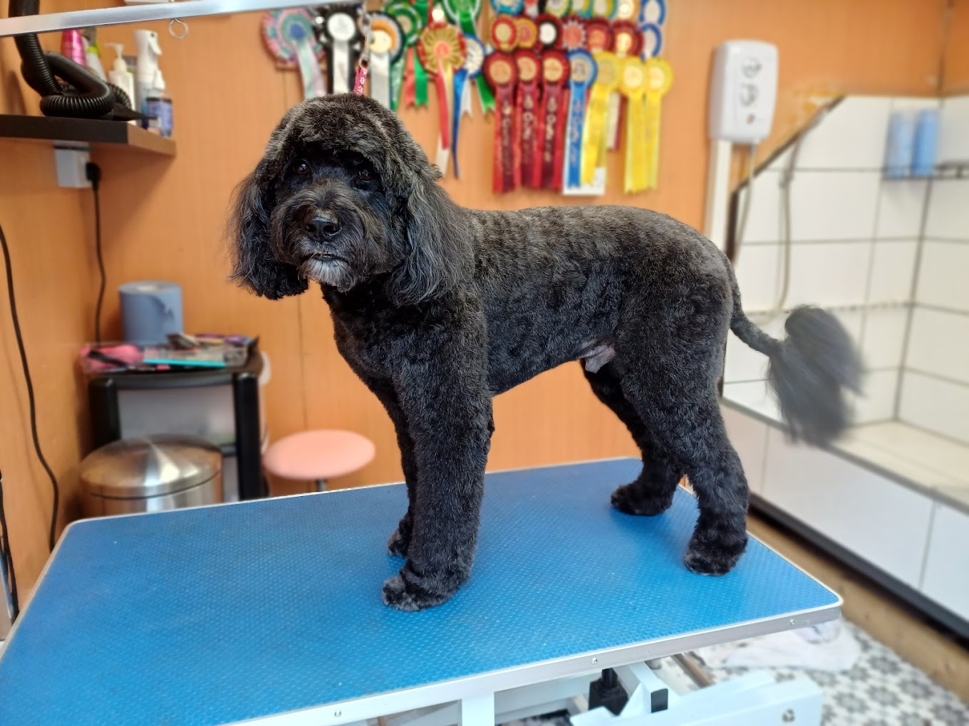 Caladan Grooming serviced