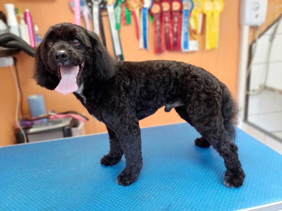 Caladan Grooming serviced