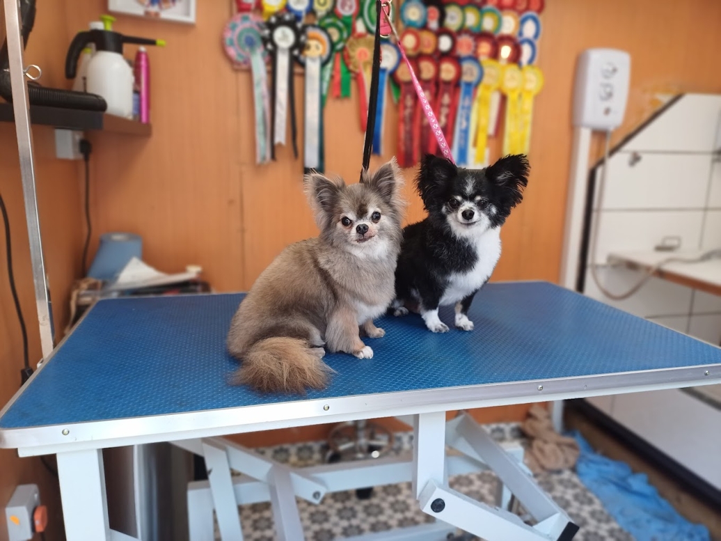 Caladan Grooming serviced