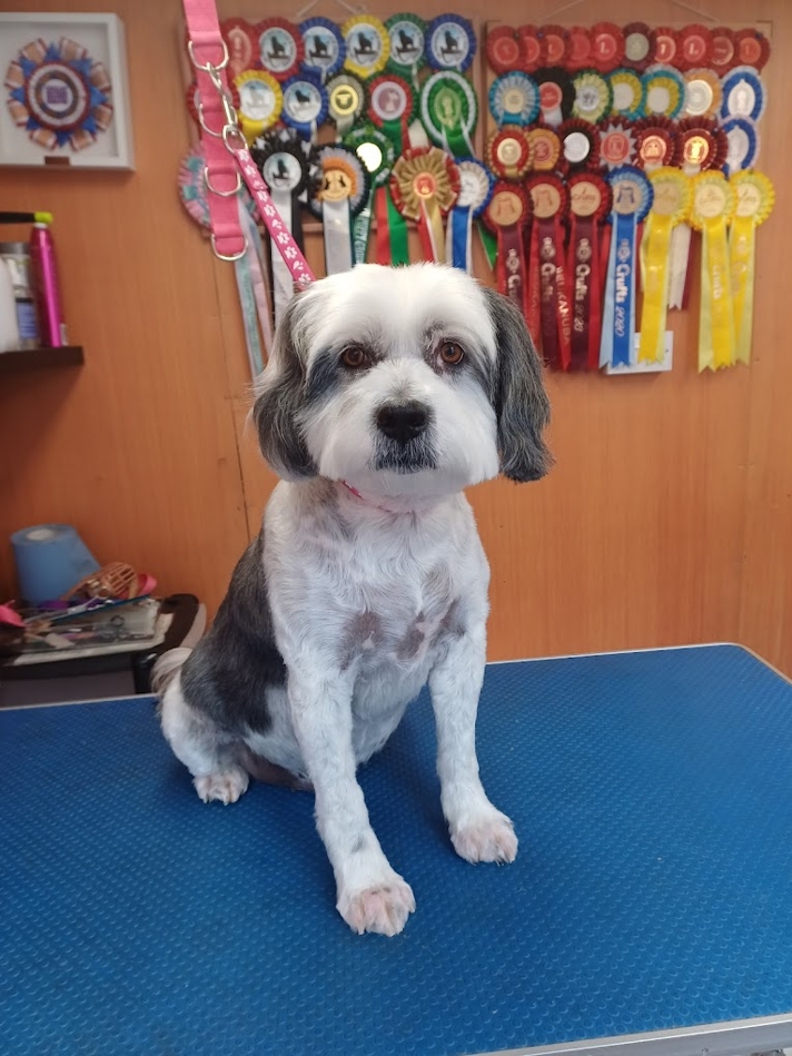 Caladan Grooming serviced