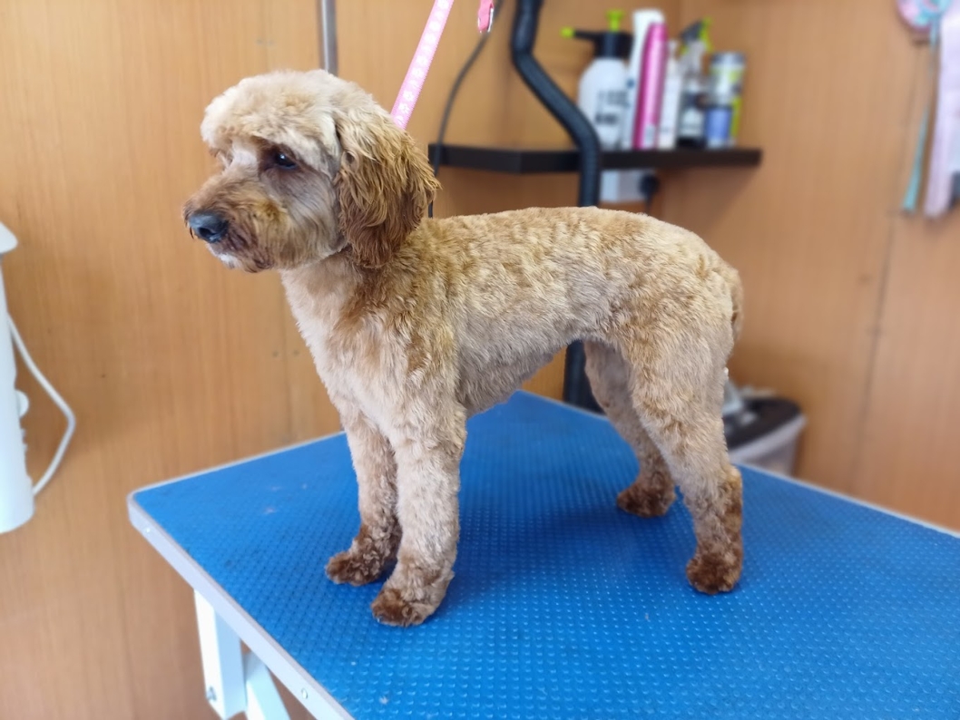 Caladan Grooming serviced