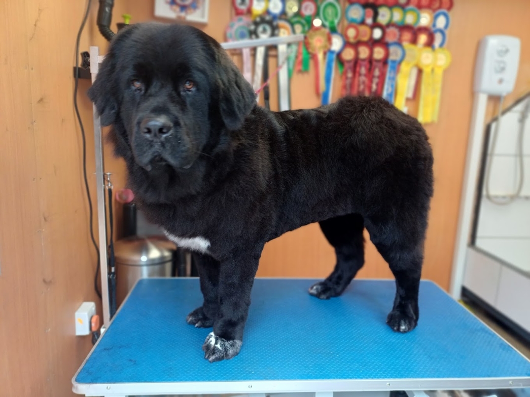 Caladan Grooming serviced