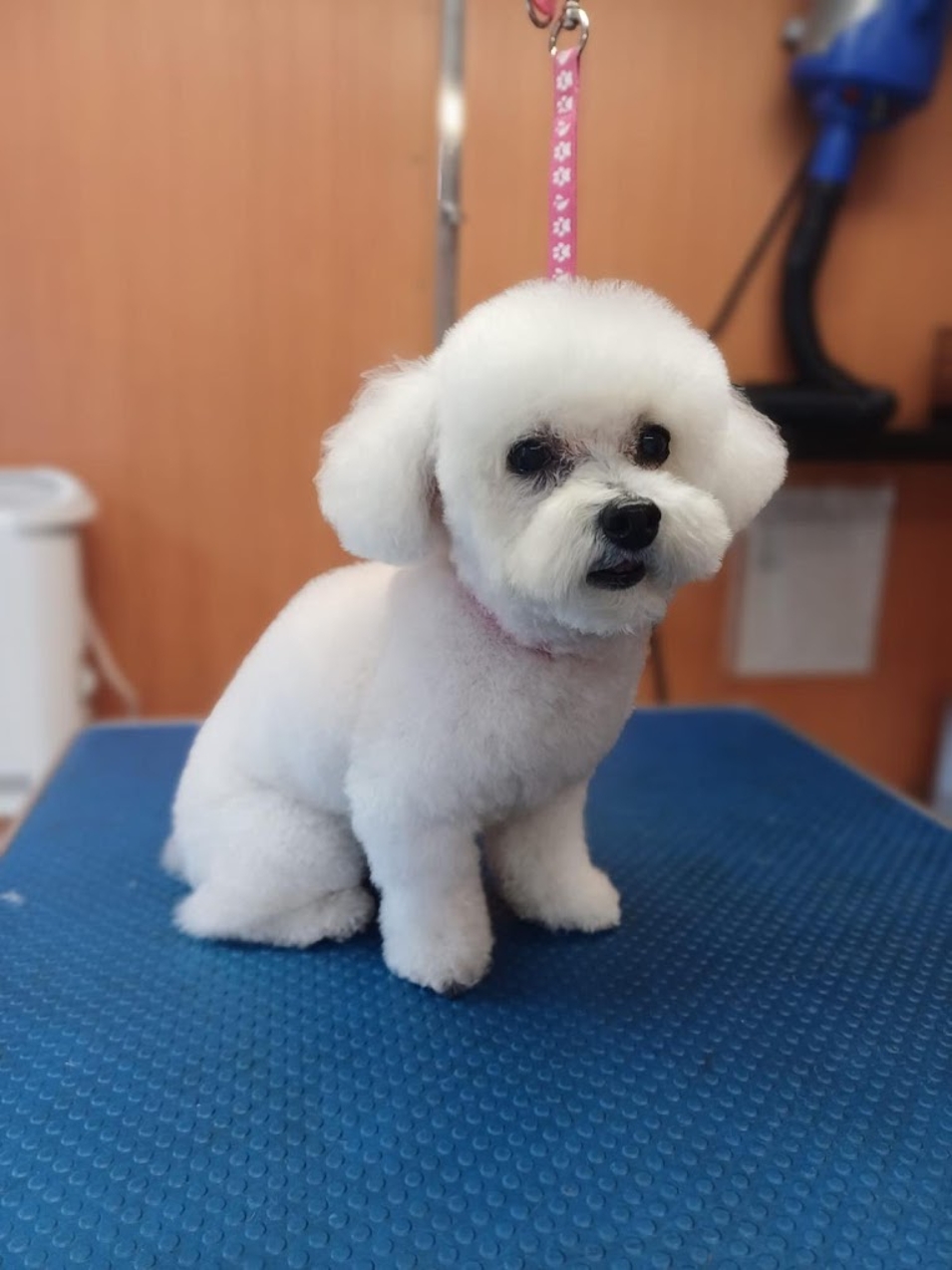 Caladan Grooming serviced
