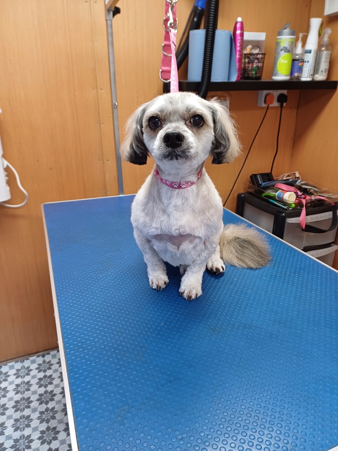 Caladan Grooming serviced