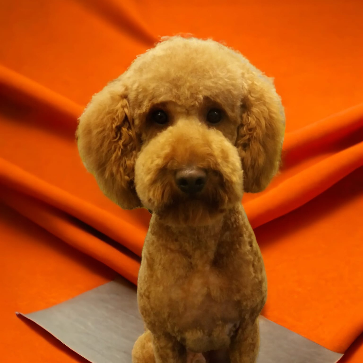 Caladan Grooming serviced