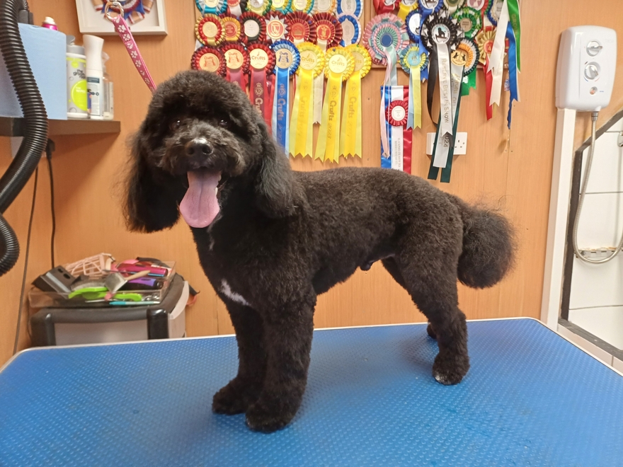 Caladan Grooming serviced