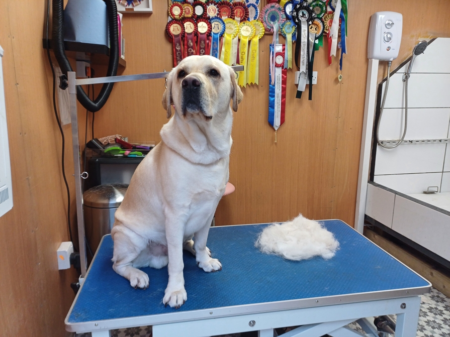 Caladan Grooming serviced