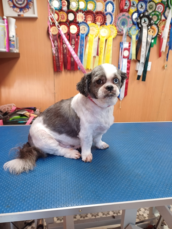 Caladan Grooming serviced