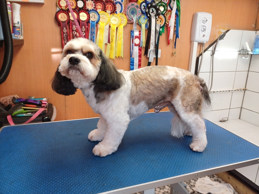 Caladan Grooming serviced