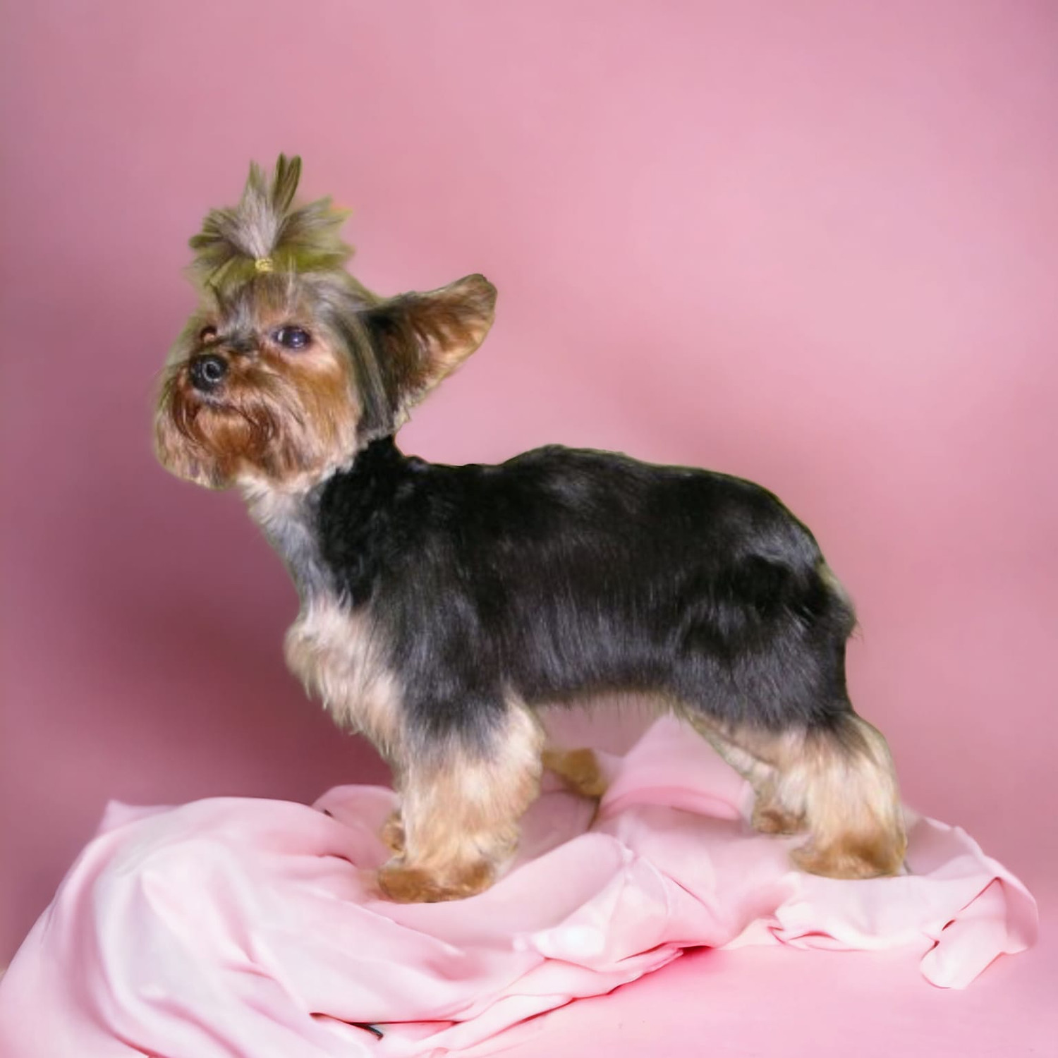 Caladan Grooming serviced